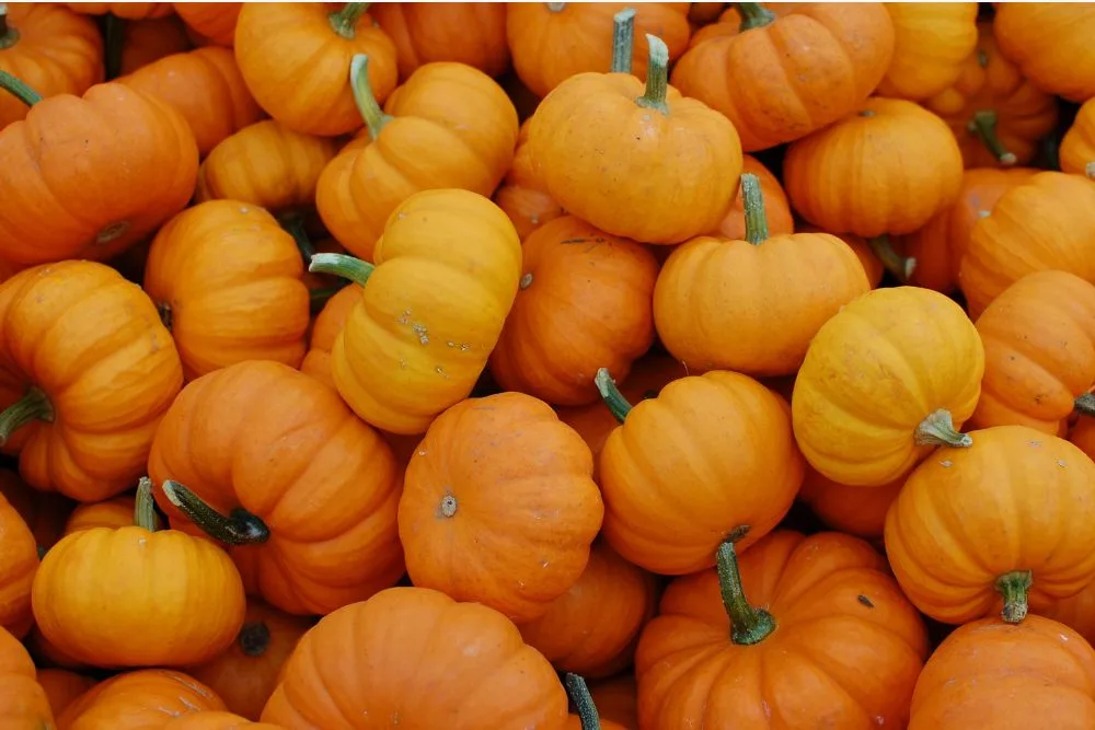 october 2024