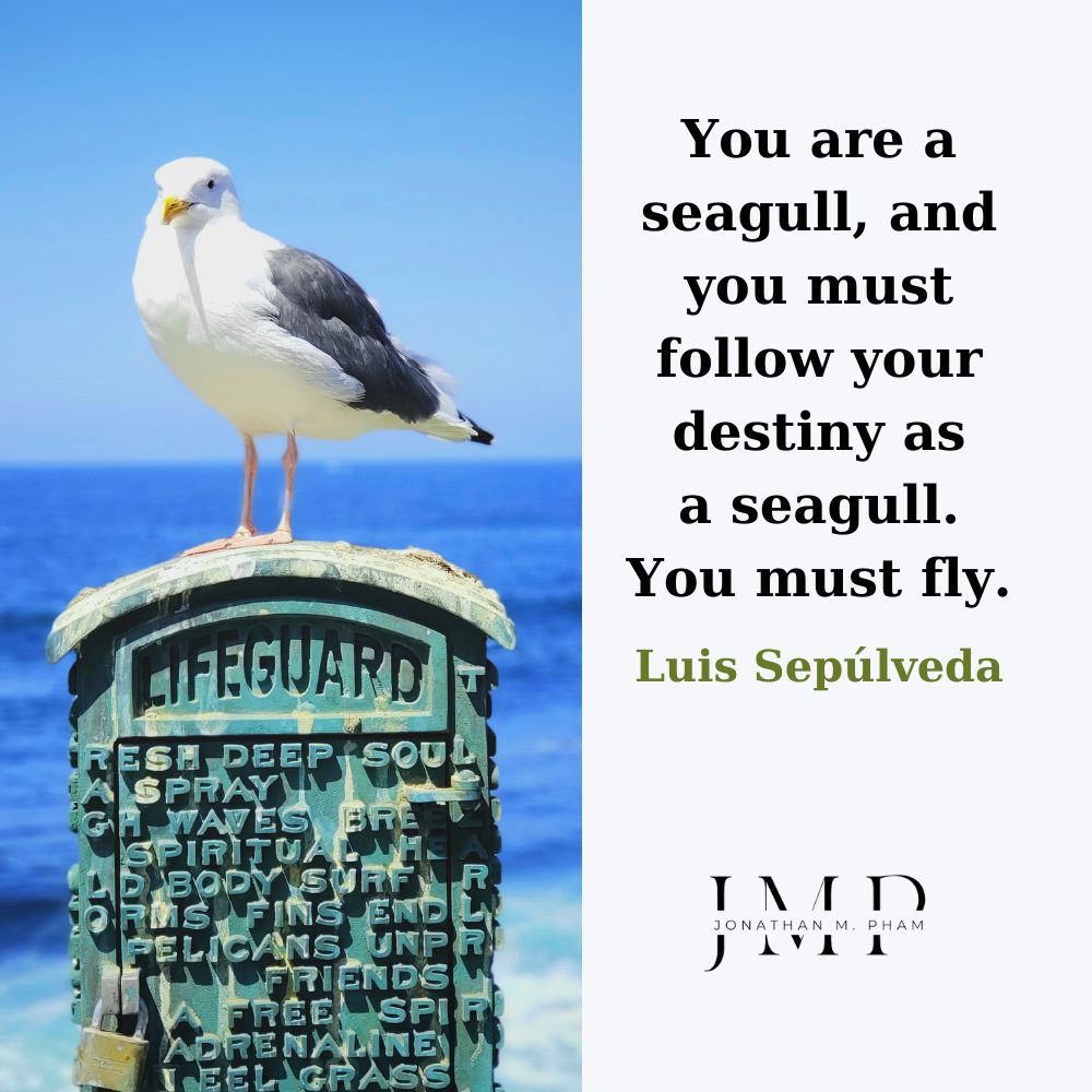 you are a seagull