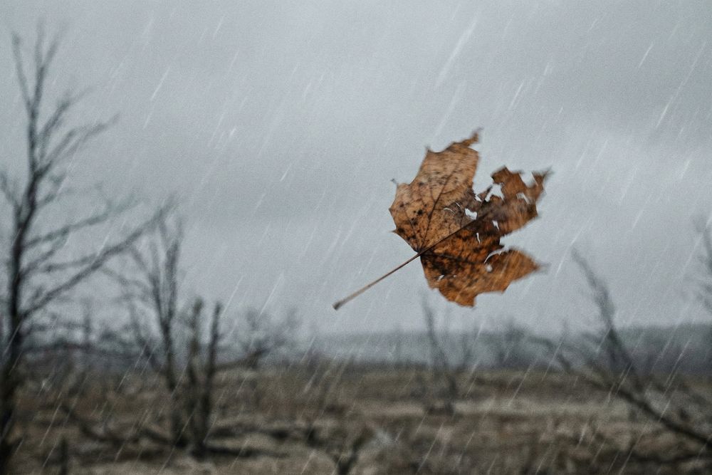 fatalism leaf in the wind